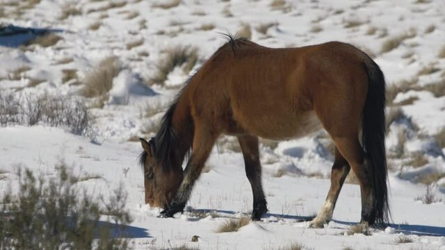 Brumby feeding in the snow, SLOW