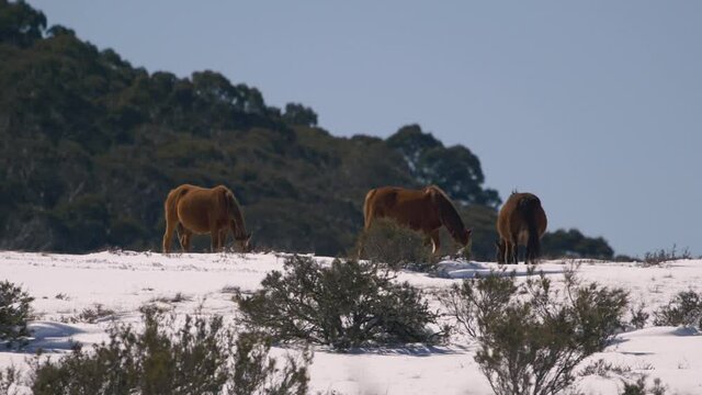Brumbies in the snow eating on horizon, SLOW