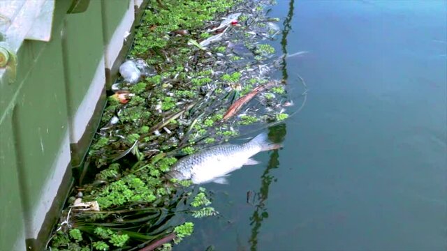 Dead fish floating on Danube