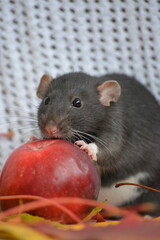 Black autumn rat
