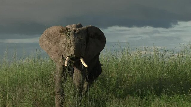 African Elephant (Loxodonta africana) playing with a clod of grass in high grasses, in low angle, Amboseli N.P., Kenya