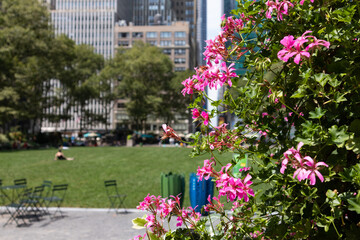 Fototapeta na wymiar Beautiful Pink Flowers at Bryant Park during Summer in Midtown Manhattan of New York City