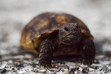 Young Tortoise 