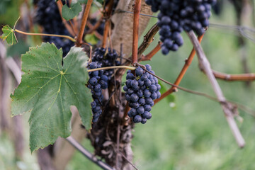 Weinrebe Weintrauben vineyard