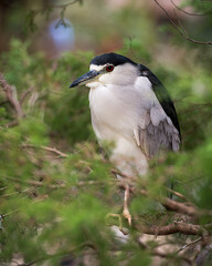 Black Crowned Night Heron Stock Photos. Black-crowned Night Heron perched on a branch a green blur background in its environment and habitat. Image. Picture. Portrait.