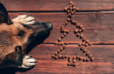 Christmas background with a beautiful purebred dog. The dog is waiting for a reward in the form of...