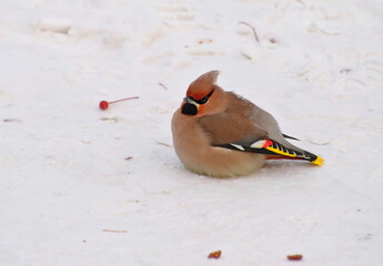 Obraz premium A Waxwing (Bombycilla garrulus) sits in the snow on a cold February morning. Khanty-Mansiysk. Western Siberia. Russia.