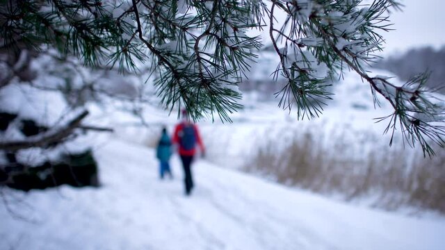 Close-up of pine tree brunche with wonan and boy walking forward in blurry snowy background shallow depth of field