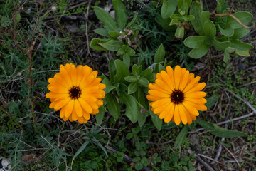 Two beautiful orange flowers on a field. Green background. Picture from Malmo, in southern Sweden