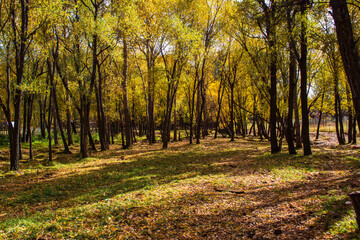 Autumn forest nature. Vivid morning in colorful forest with sun rays through branches of trees.