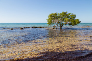 tree on beach in Mozambique