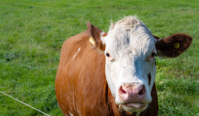 A white and brown calf. Picture from Scania, in southern Sweden