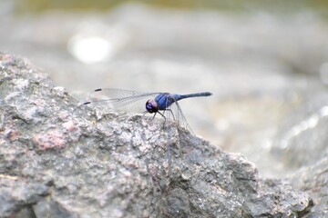 The black stream glider, indigo dropwing (Trithemis festiva) is a species of dragonfly in the family Libellulidae. It is a very widespread species, occurring from Greece, Cyprus and Turkey