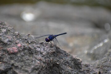 The black stream glider, indigo dropwing (Trithemis festiva) is a species of dragonfly in the family Libellulidae. It is a very widespread species, occurring from Greece, Cyprus and Turkey