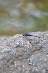 The black stream glider, indigo dropwing (Trithemis festiva) is a species of dragonfly in the family Libellulidae. It is a very widespread species, occurring from Greece, Cyprus and Turkey