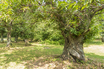 Un castagno, albero di castagne