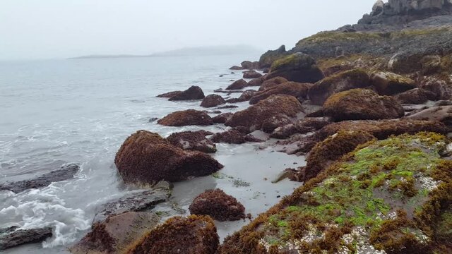 sea weed rock on coast