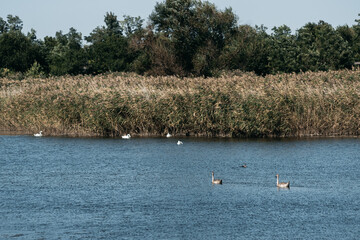 Swan lake, beautiful birds in the wild. Young gray and white swans swim in a clear pond and around green reeds.
