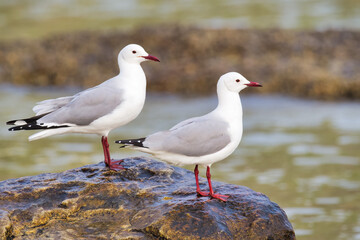 Hartlaub Gulls