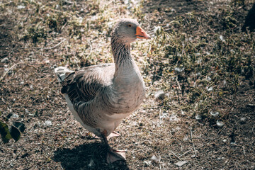 Portrait of a goose, a rural poultry with feathers and beak. A beautiful grey Perigord goose with an orange beak.