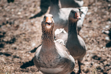 Portrait of a goose, a rural poultry with feathers and beak. A beautiful grey Perigord goose with an orange beak.