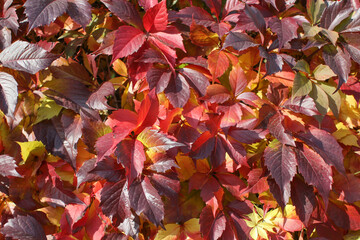 Beautiful virginia creeper (Parthenocissus quinquefolia) foliage in autumn. Blur background
