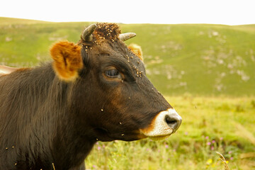 Cow grazing on ths summer alpine meadow