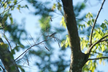 Warbler enjoying a snack in Florida Wetlands