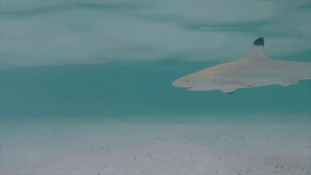 Black tip shark swimming though shallow water