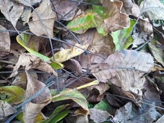 autumn leaves on the ground