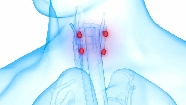 Human Body Glands Parathyroid Glands Anatomy Animation Concept