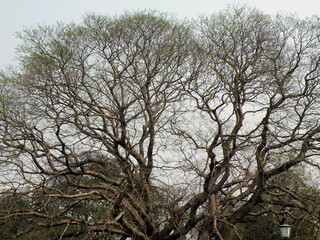 Obraz premium Leaves in the spring.