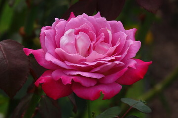 赤紫色の薔薇の花１