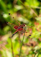 Red dragonfly on a wildflower