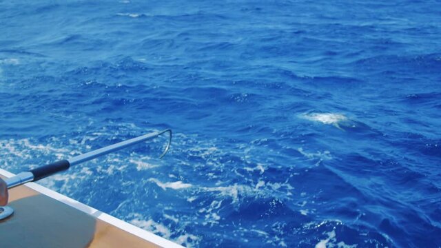 Man waiting with gaff hook to catch yellowfin tuna