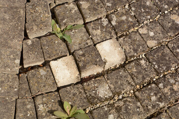 loose and unkempt cobblestone pavement close-up view