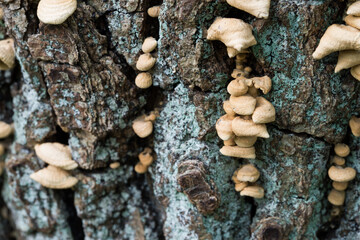 small beige mushrooms colony closeup selective focus