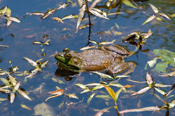 Bullfrog hanging out floating at the top of a pond