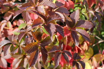 Beautiful virginia creeper (Parthenocissus quinquefolia) foliage in autumn. Blur background.