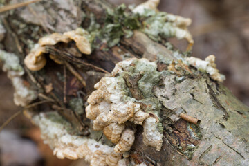 orange Trametes versicolor on fallen birch closeup