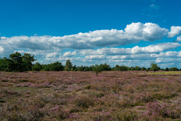 Fototapeta na wymiar Blooming purple heather landscape at former military training area Jueterbog in Germany