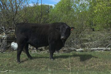 Black bull in New Zealand