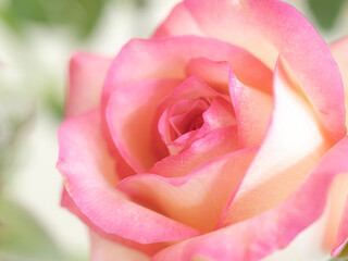 close up pick fresh rose by macro shot for create valentines card