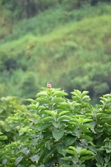 A shrike may impale its prey on a thorn, as on a meat hook; hence another name, butcherbird. True shrikes, solitary birds with harsh calls, are gray or brownish