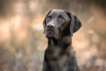 labrador mixedbreed