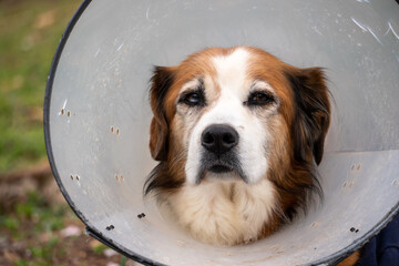 Dignified old dog wearing a cone collar