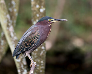 Green Heron Stock photo. Green Heron close-up profile perched on a branch with blur background  displaying  feather plumage, wings, beak, in its environment and habitat. Image. Picture. Portrait.