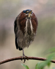 Green Heron photo stock.  Perched on a branch displaying blue green feathers, body, beak, head, with a blur background in its environment and habitat looking at the camera. Image. Portrait. Picture.