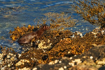 young brown european otter by the sea side with mussels and seaweed with wet fur in the sunlight