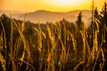 Wheat cobs in sunset in rural mountain area